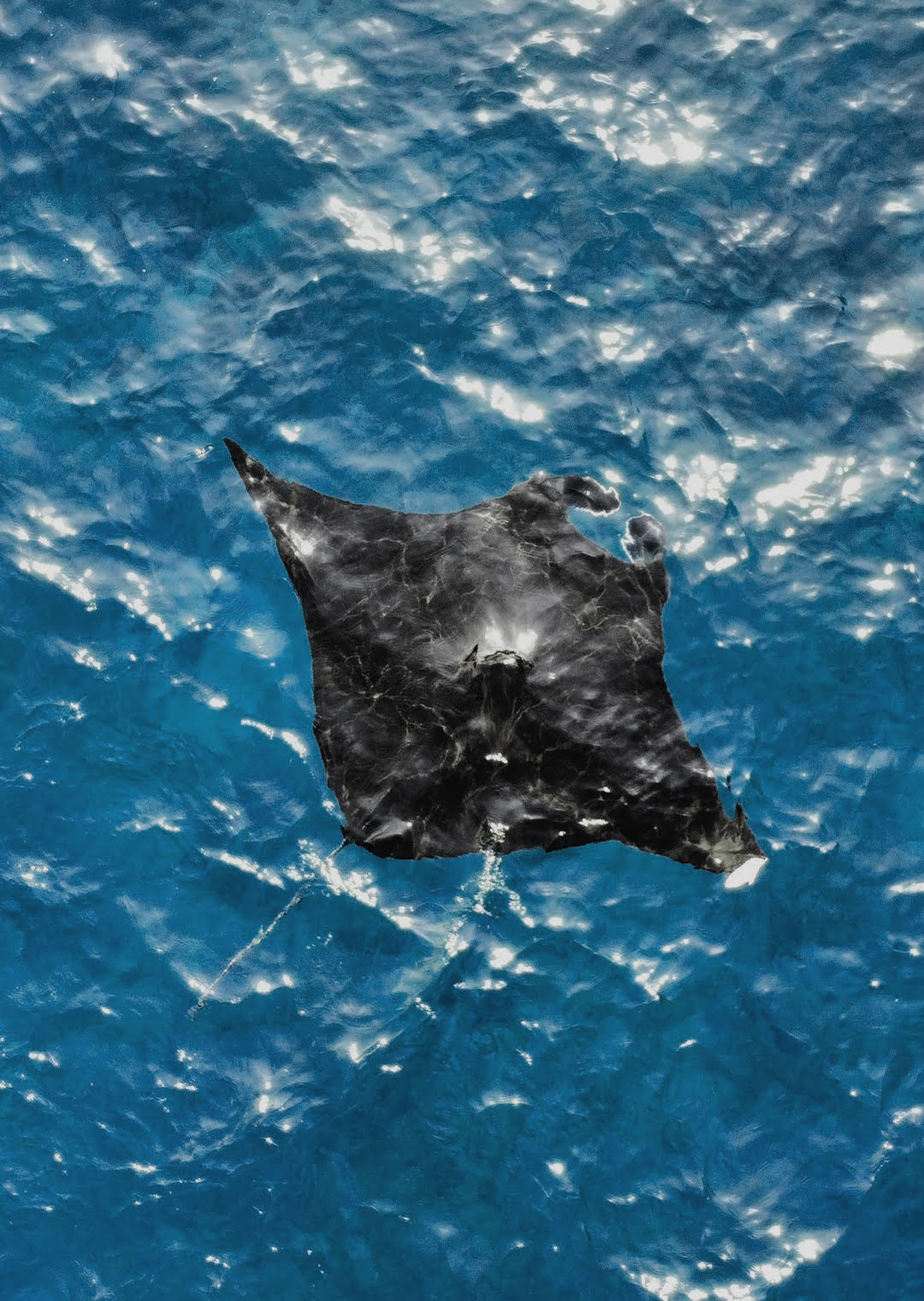 manta-ray-nusa-penida