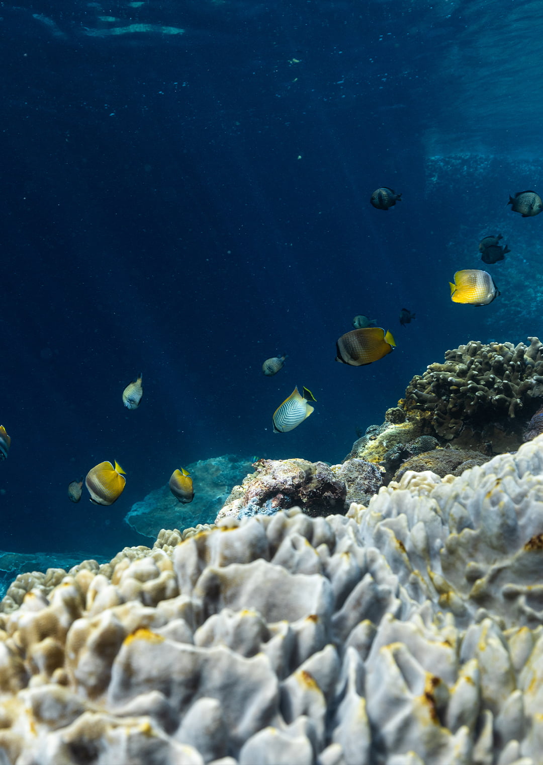 coral-snorkeling-nusa-penida