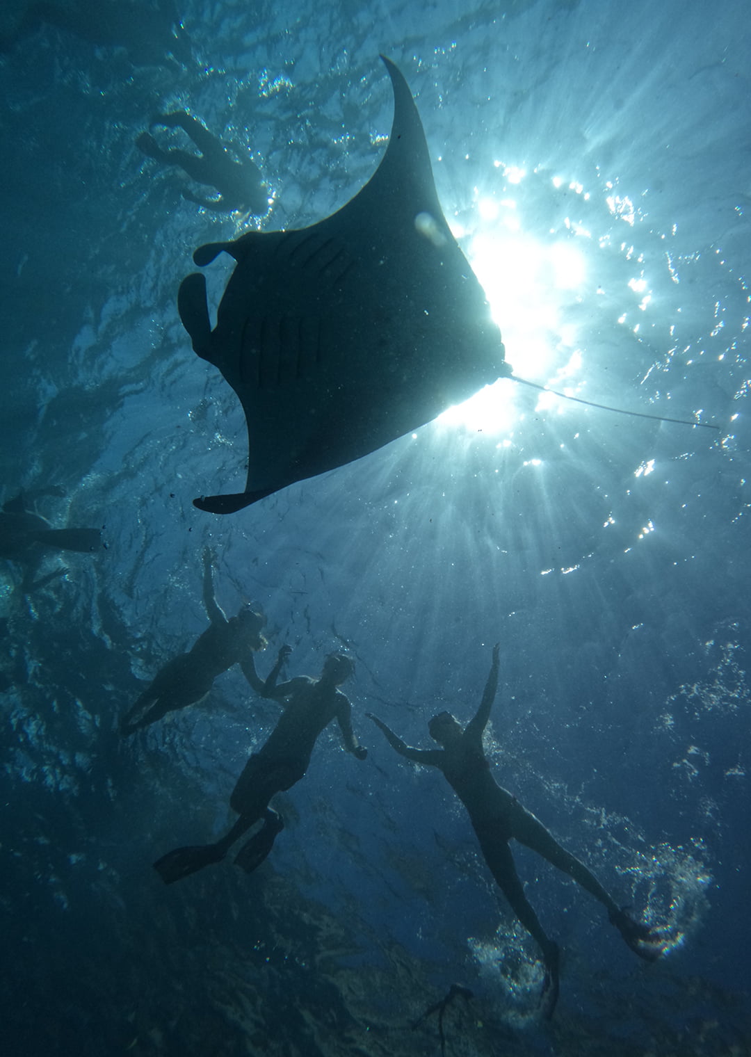 manta-ray-nusa-penida
