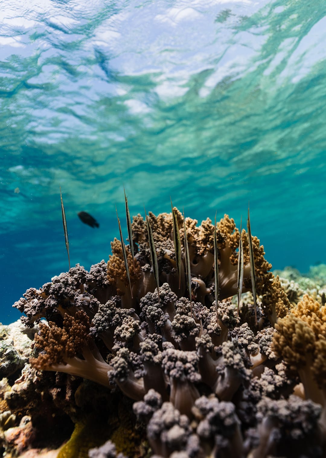 snorkeling-nusa-penida