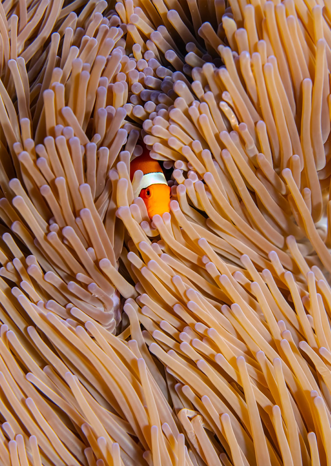 clown-fish-nusa-penida