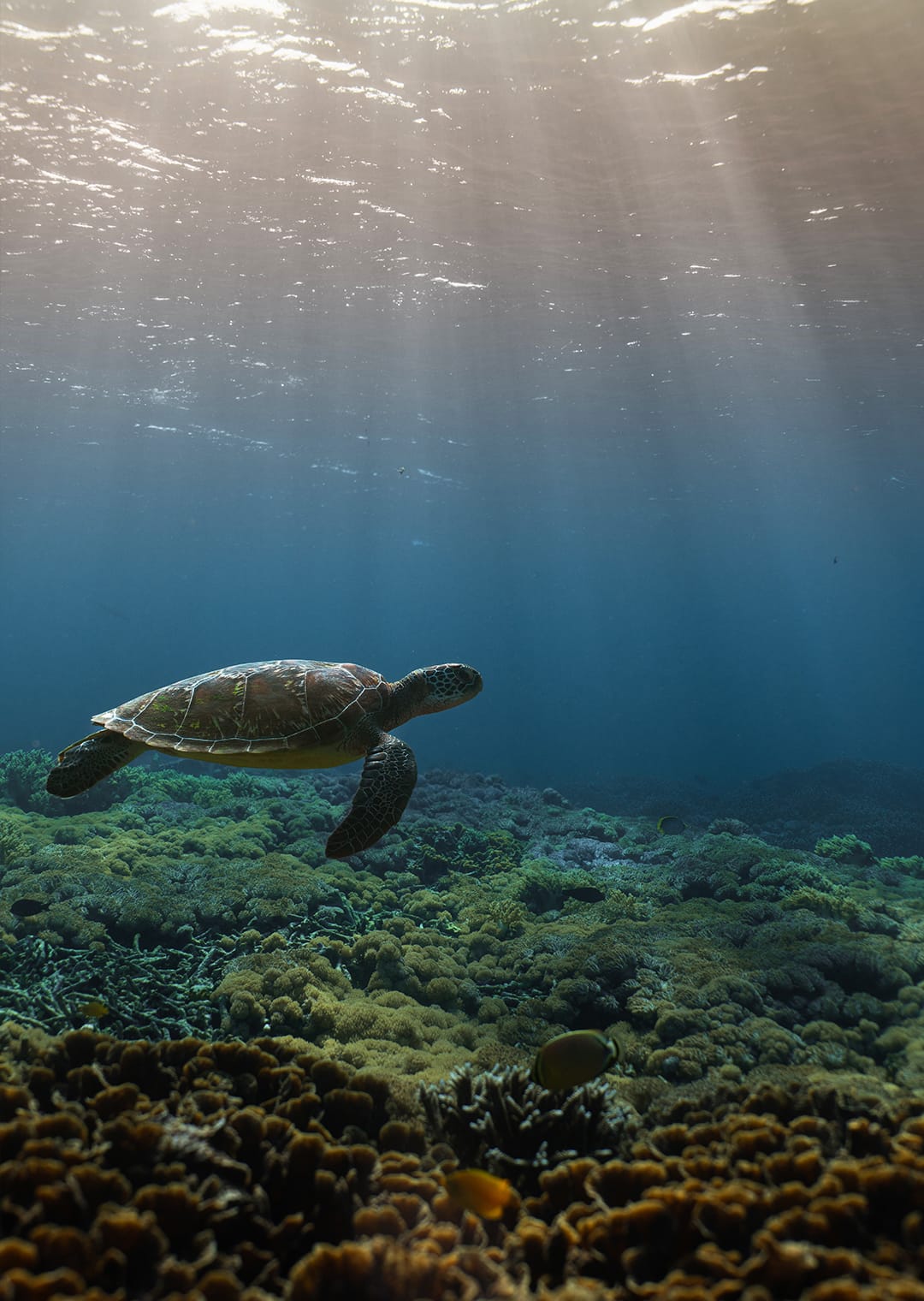 snorkeling-turtle-nusa-penida