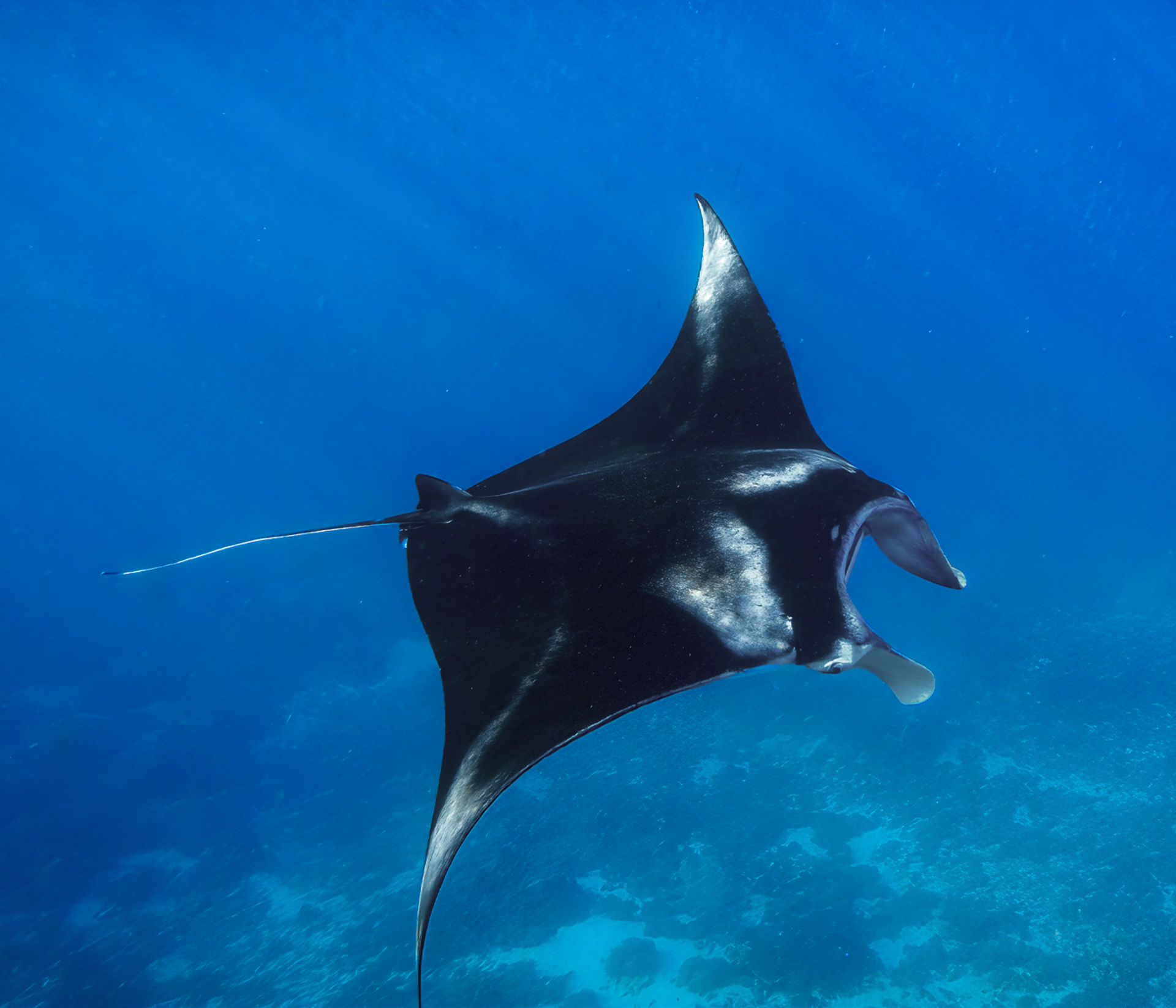Manta Ray